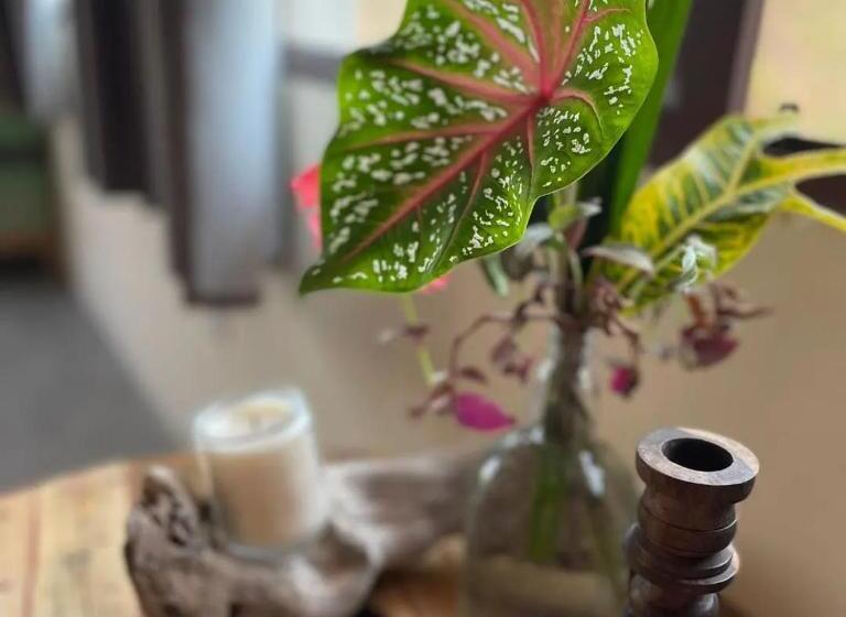 غرفة قياسية, Four Trees Jungle Lodge