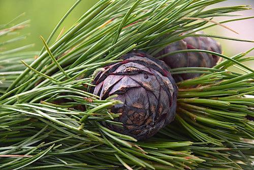 四人标准间, Natur Resort Rissbacher