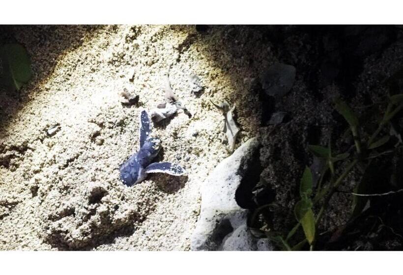 منزل غرفة نوم واحدة, Umi To Hoshizora No Chisana Yado Wassa Wassa   Vacation Stay 86554v