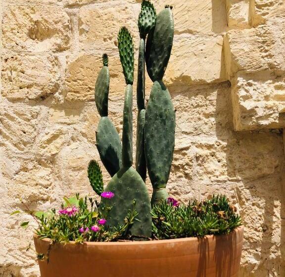 سوئیت جونیور با تراس, Luleccio