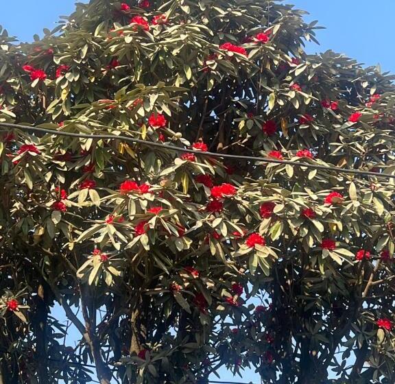 اتاق استاندارد با بالکن, Nagarkot Resort Pvt. Ltd