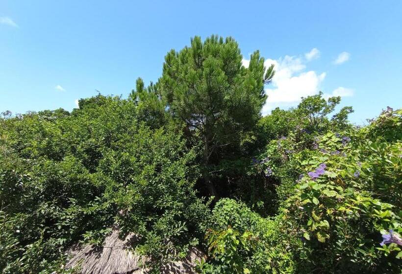 חדר סטנדרט חדר אמבטיה משותף, Nature Hostel