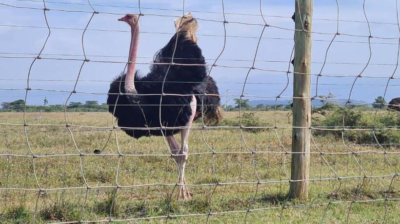 اتاق استاندارد با چشم‌انداز کوهستان, Mambo Game View