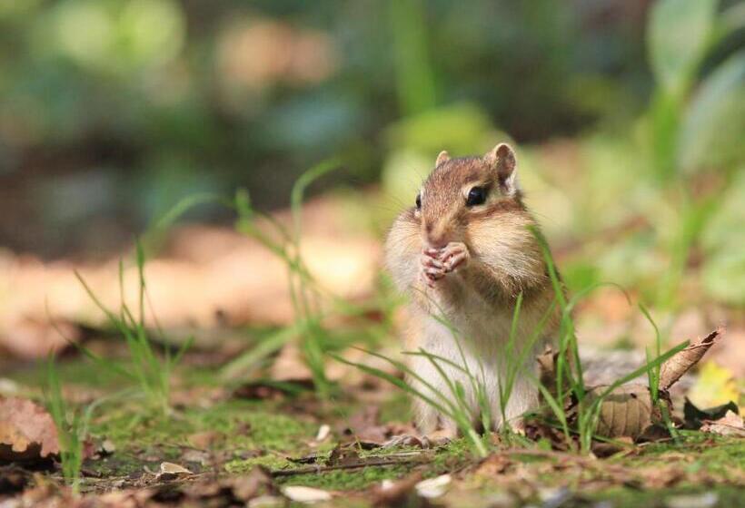 スタンダードスタジオ, Kutekun   Vacation Stay 31439v