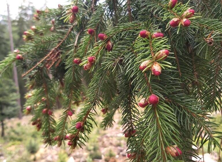 발코니 디럭스 룸, Villa Lessing