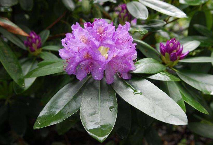 발코니 디럭스 룸, Villa Lessing