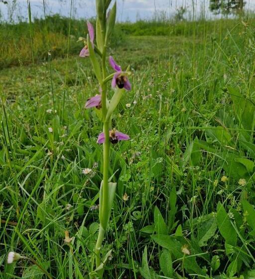 Апартаменты 1 Спальня, Chambre Porthos