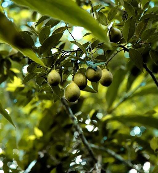חדר סטנדרט נוף לגינה, The Wayside Tree House And Private Villas