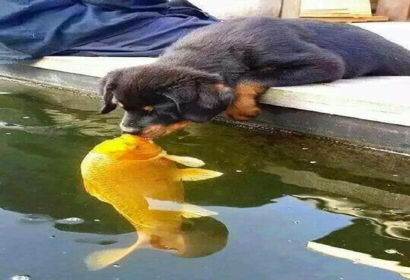 スイート（家族用）, Beaufort Manor Country Lodge