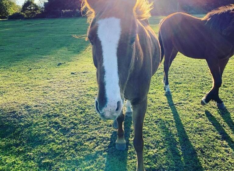 豪华房间, Belle Vue Farm B&b