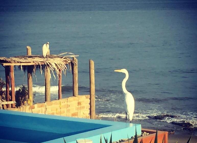 بانگلوی لوکس, La Playa