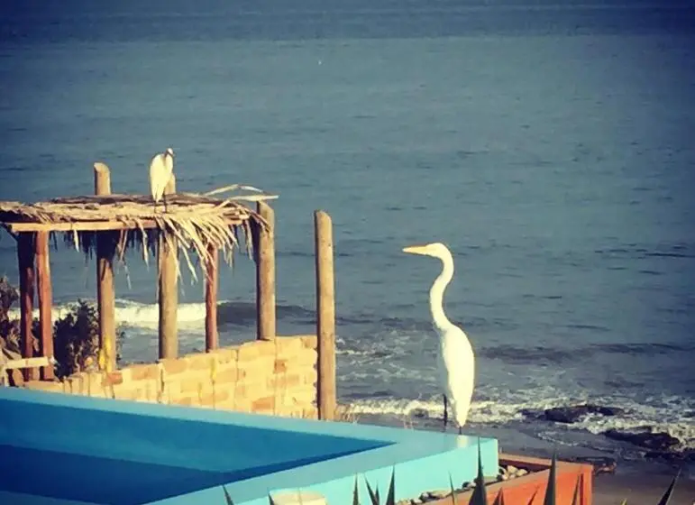 Deluxe-bungalow, La Playa