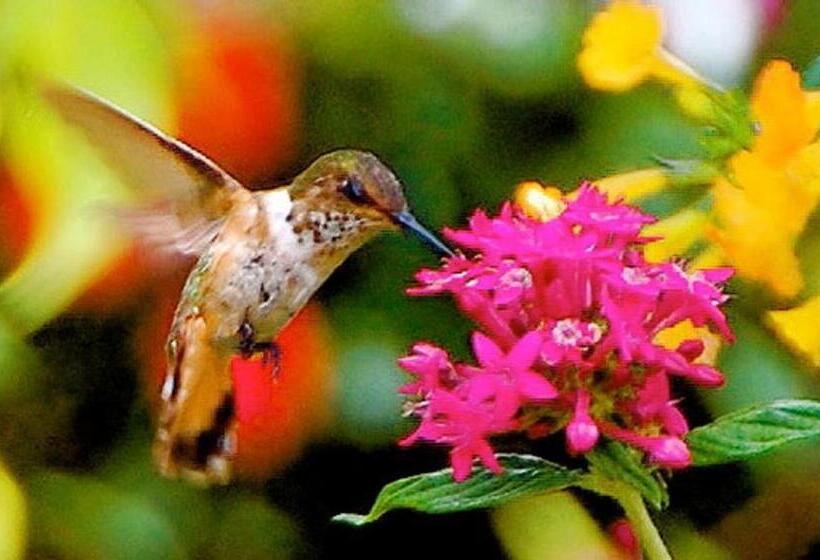 חדר סטנדרט, Boquete Garden Inn