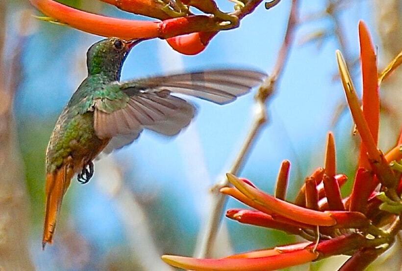 חדר דחוקס עם מיטת קינג, Boquete Garden Inn