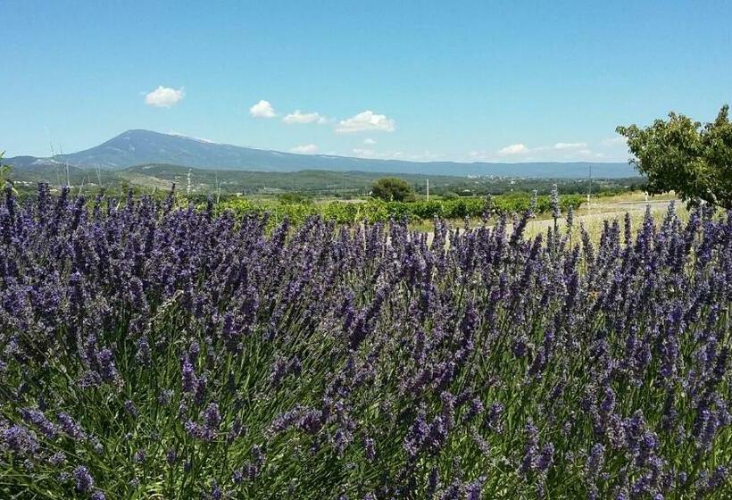スタンダードルーム, La Dentellière