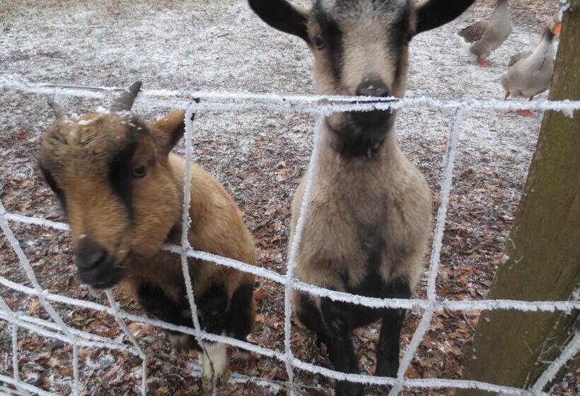 Номер Economy, La Maréchalerie