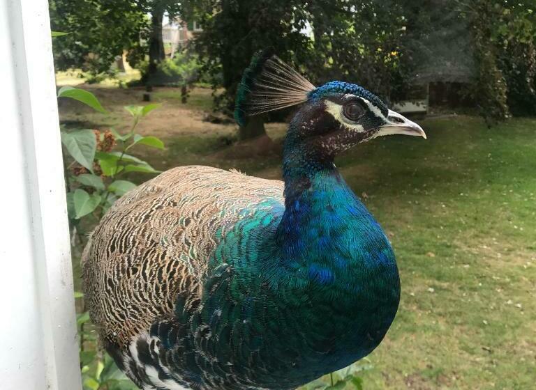 标准间, Manoir De La Marjolaine