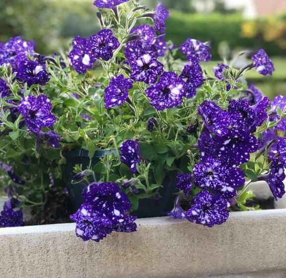 标准间, Manoir De La Marjolaine