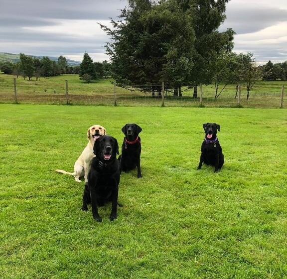 חדר סטנדרט עם מיטת קינג, Whitemoss Lodge