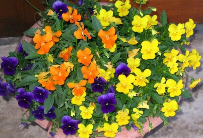 スタンダード４人部屋, Acquamarina