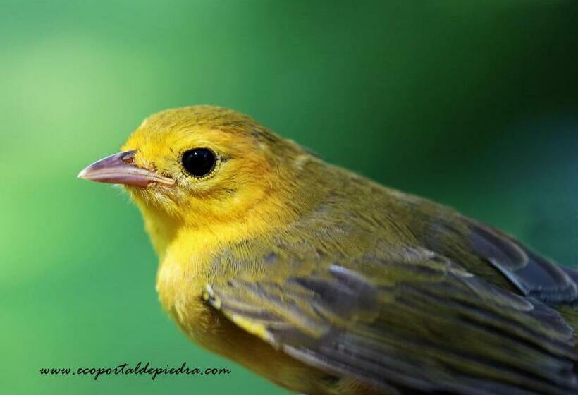 标准平房, Portal De Piedra