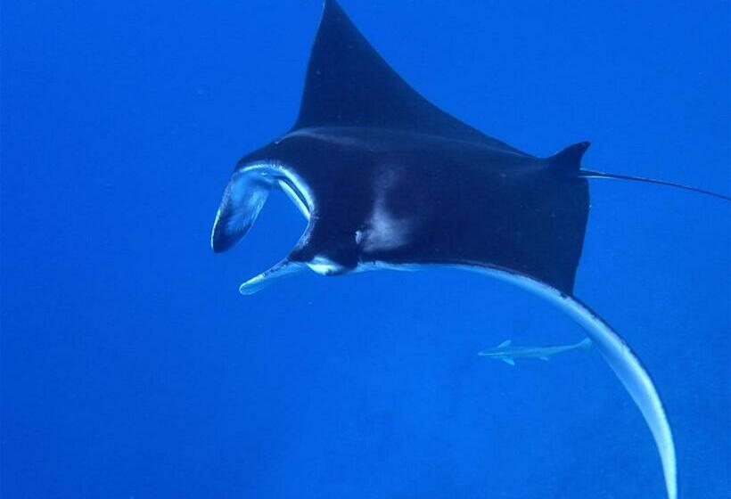 Quarto Estandar, Ocean Front Miyakojima