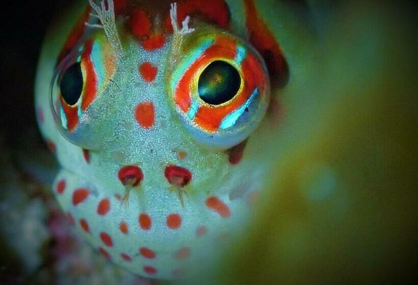 Quarto Estandar, Ocean Front Miyakojima