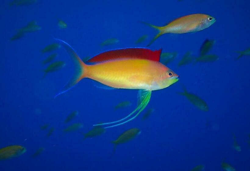 Quarto Triplo Estandar, Ocean Front Miyakojima