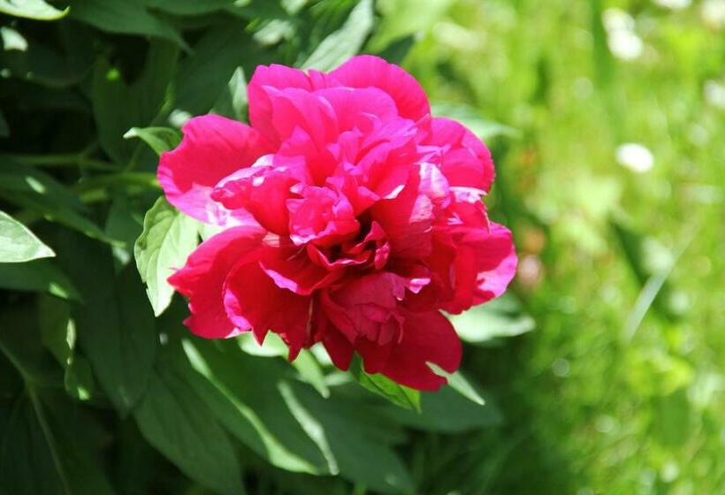 غرفة قياسية مطلة على الجبل, Pension Merisana