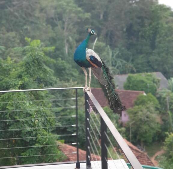 디럭스 테라스 룸 바다 전망, The Nine Mirissa