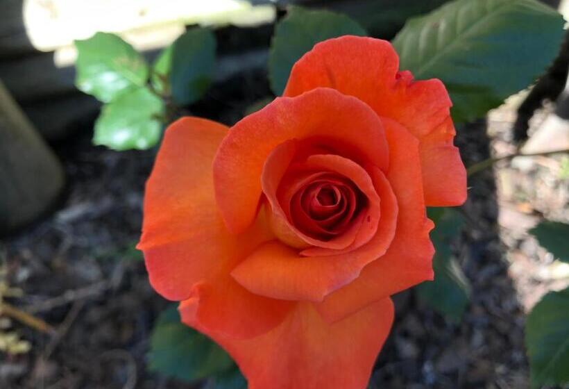 海の見える1ベッドルームアパートメント, Half Moon Bay Motel