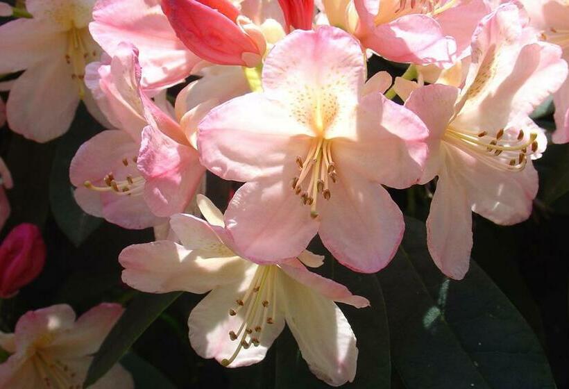 חדר סטודיו סטנדרד, Bed & Breakfast Walenburg