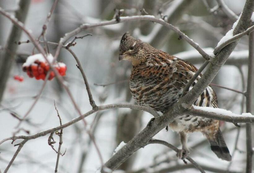 اتاق لوکس, Remo Ridge Bed N Breakfast