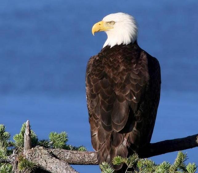 סוויטת 2 חדרי שינה, Qualicum Breeze Beach Resort