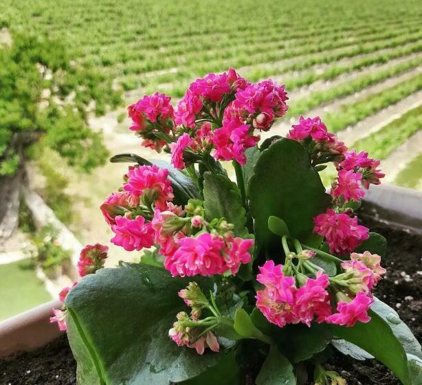 חדר דלוקס, Els Canterers