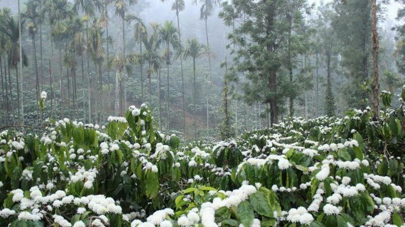 高级园景房, Rest In Nature