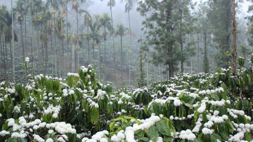 带阳台的豪华间, Rest In Nature