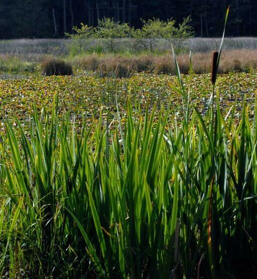 غرفة ديلوكس, Otter's Pond Bed And Breakfast