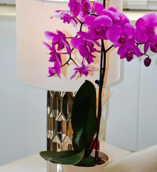 شقة غرفة نوم واحدة بالطابق الأرضى, Sea Turtle Inn