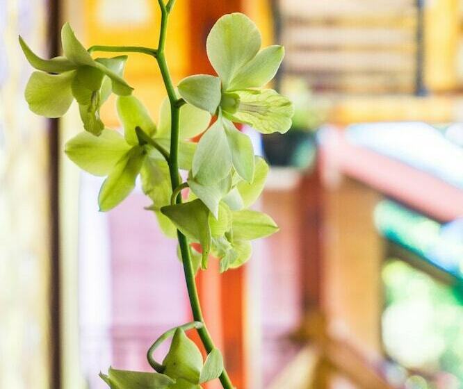 جناح إدارى, Ced Villas