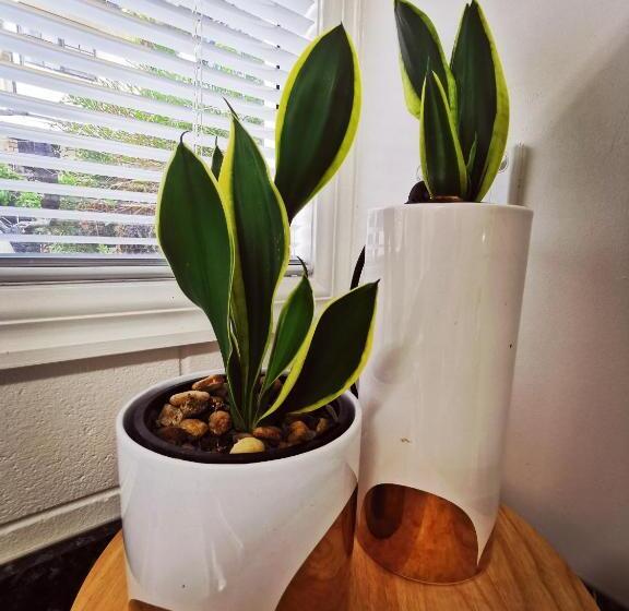 Estudi Deluxe, Lush & Co Auckland Bed & Breakfast