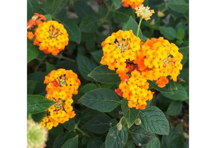 חדר סטודיו סטנדרד, Sunset Hill   Vacation Stay 94796v