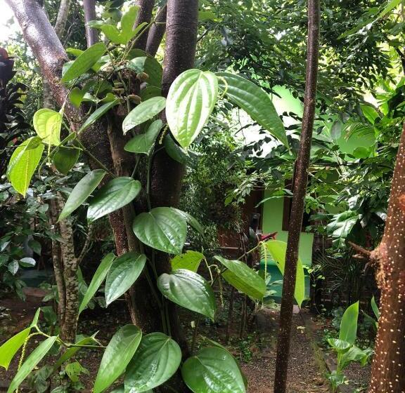 エコノミールーム, Forest Villa Nature Resort