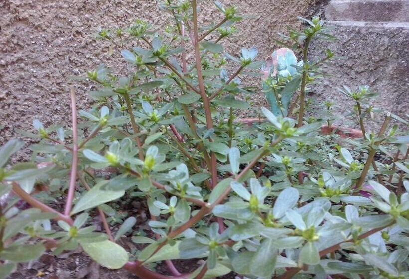 فيلا غرفة نوم واحدة مع مسبح, Villa Ordile