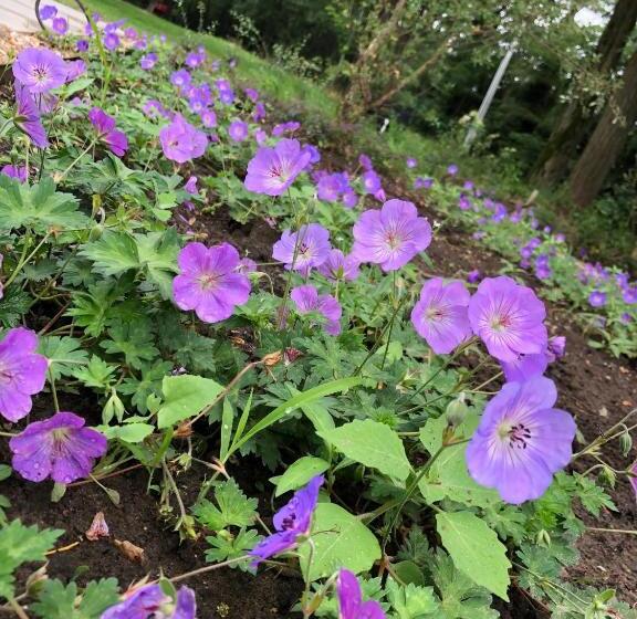 デラックスの４人部屋, Huis Vanellus