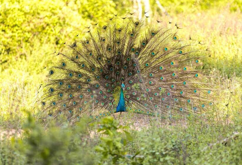 标准间, Lakmal Homestay ,10 Minutes To Sigiriya Rock
