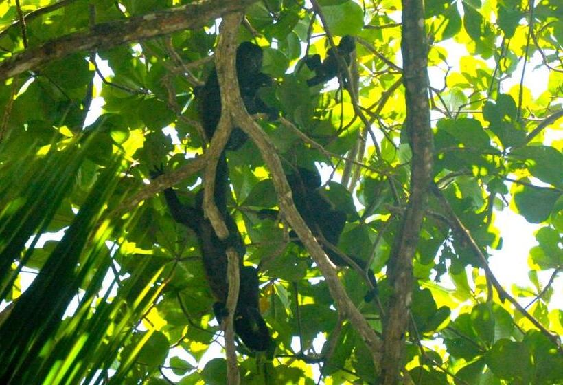 Номер Стандарт, Oasis