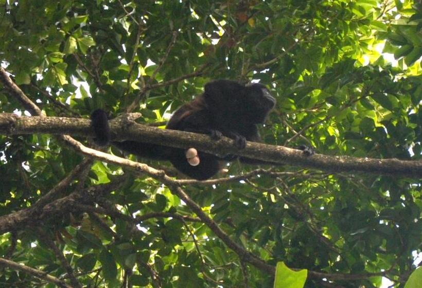 Номер Стандарт, Oasis