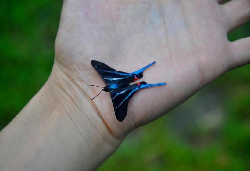 Номер Стандарт, Oasis