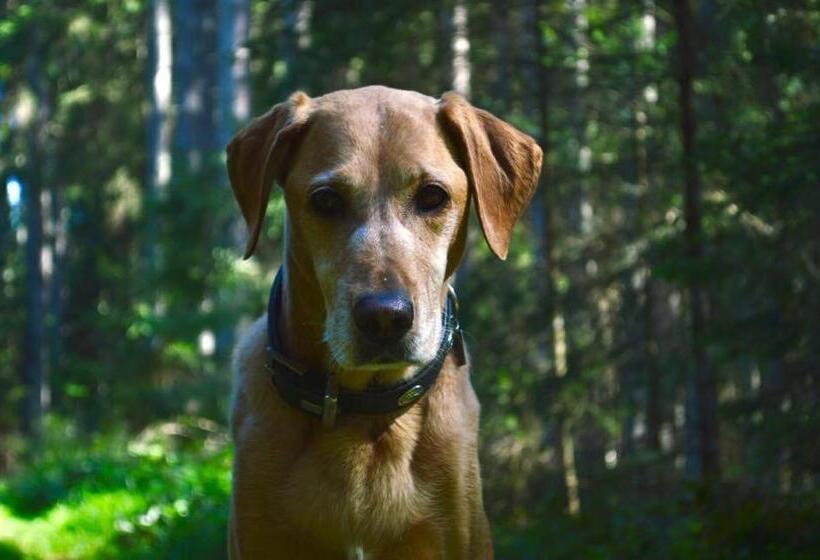 スタンダードルーム, Das Kleine Bio Hotel Tiefenbach